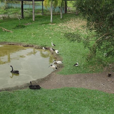 Daintree Wild Bed & Breakfast Bagian luar foto