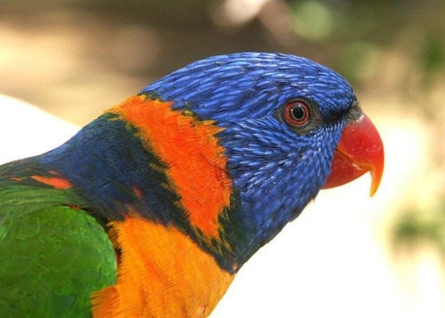 Daintree Wild Bed & Breakfast Bagian luar foto