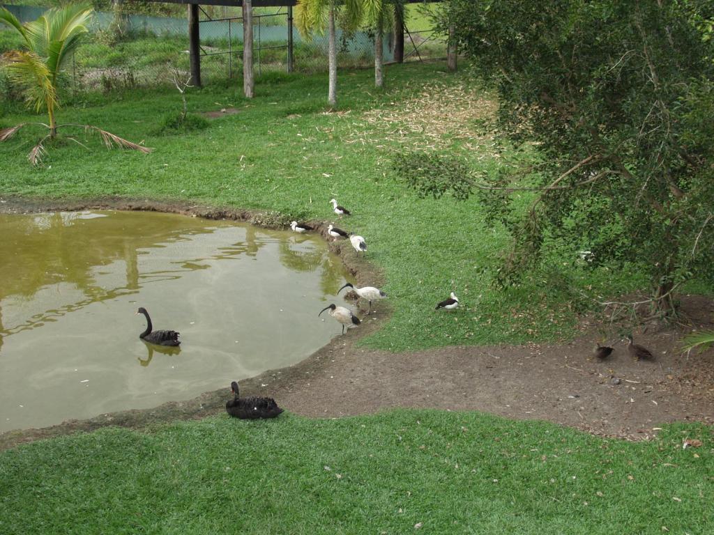 Daintree Wild Bed & Breakfast Bagian luar foto